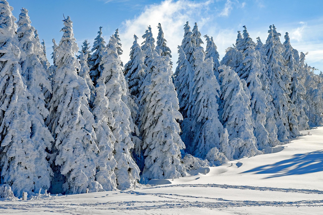 Viele dick verschneite Bäume vor einer mit Spuren durchzogenen Schneedecke und blauem Himmel mit ein paar Schleierwolken. Bild von Couleur auf pixabay.com.